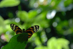 butterflyglassy